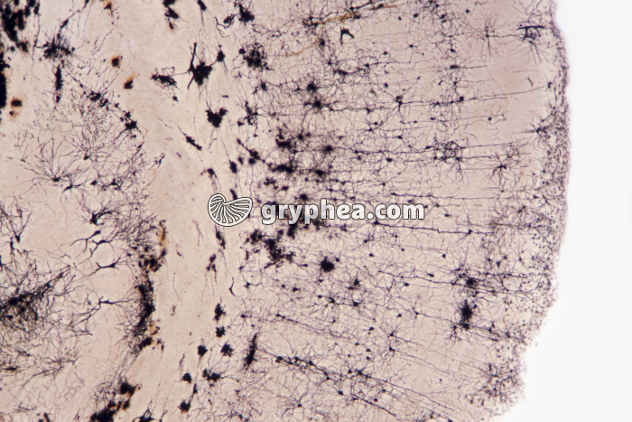 Neurones du cortex cérébral de Rat (cerveau) x15 - gryphea.com